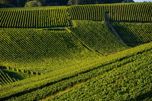 Šampaňské vinice v Cote des Bar Aube — Stock fotografie