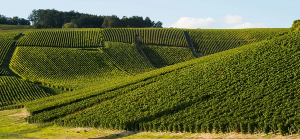 Champagner-Weinberge in der cote des bar aube — Stockfoto