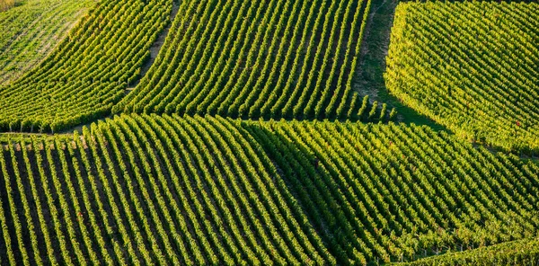 Champagne vineyards in the Cote des Bar Aube — Stock Photo, Image