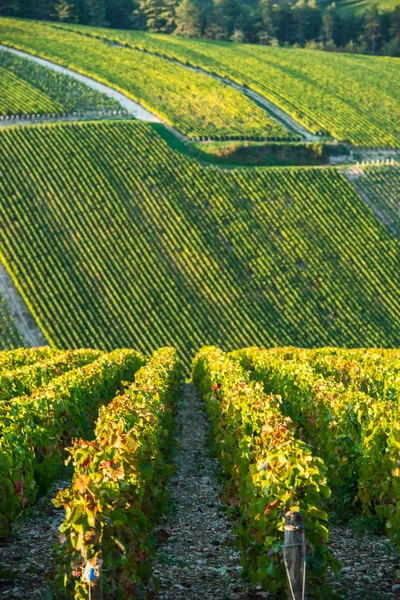 Wijngaarden van de Champagne in de Cote des Bar Aube — Stockfoto