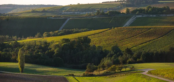 Šampaňské vinice v Cote des Bar Aube — Stock fotografie