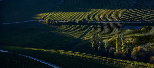 Champagnes vingårdar i Côte des Bar Aube — Stockfoto