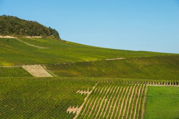 Champagne vineyards in the Cote des Bar Aube — Stock Photo, Image