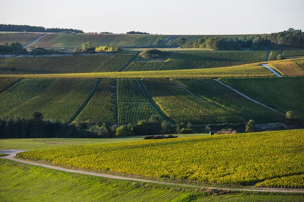 Champagne szőlőültetvények a Cote des Bar-Aube — Stock Fotó