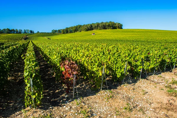 コート デ バー オーブのシャンパーニュのブドウ園 — ストック写真