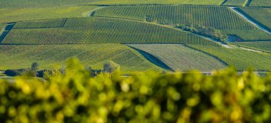 Bardaki Cote des, Aube Champagne üzüm bağları