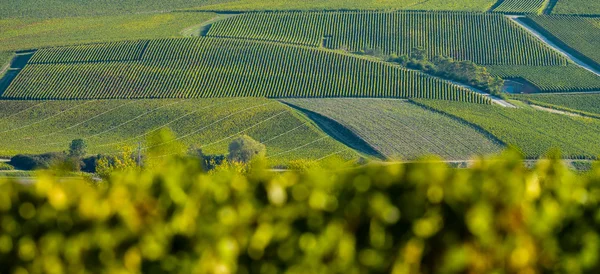 Champagne vineyards in the Cote des Bar, Aube — Stock Photo, Image