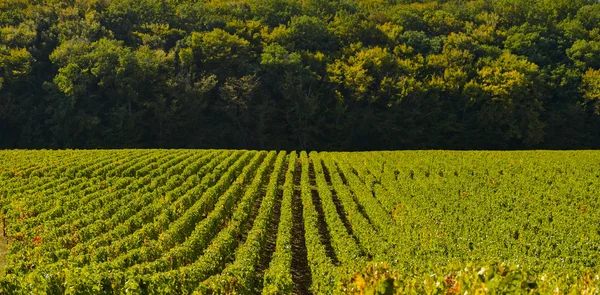 Champagne vineyards in the Cote des Bar, Aube — Stock Photo, Image