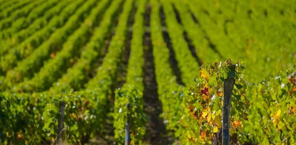 Champagne vineyards in the Cote des Bar, Aube — Stock Photo, Image