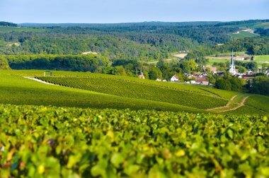 Bardaki Cote des, Aube Champagne üzüm bağları