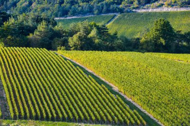 Bardaki Cote des, Aube Champagne üzüm bağları