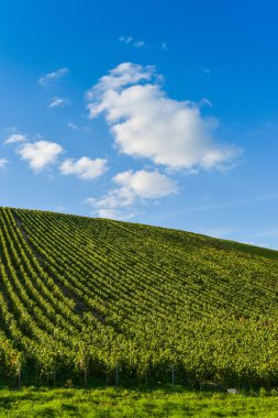 Bardaki Cote des, Aube Champagne üzüm bağları