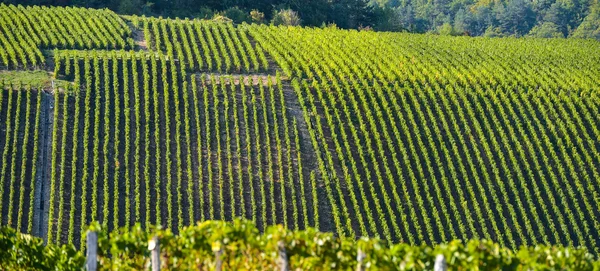 Champagne vineyards in the Cote des Bar, Aube — Stock Photo, Image