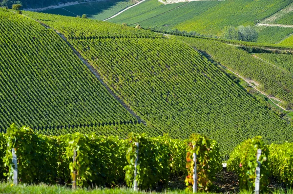 Champagne vineyards in the Cote des Bar, Aube — Stock Photo, Image