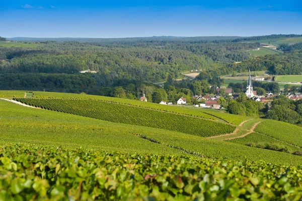 Bardaki Cote des, Aube Champagne üzüm bağları — Stok fotoğraf