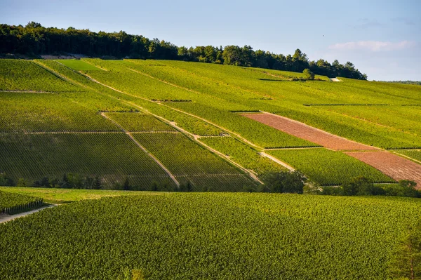 Champagne vineyards in the Cote des Bar, Aube — Stock Photo, Image
