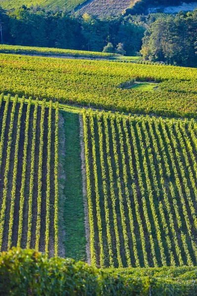 Champagne vineyards in the Cote des Bar, Aube — Stock Photo, Image