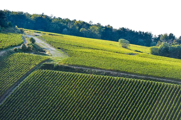 Šampaňské vinice v Cote des Bar, Aube — Stock fotografie