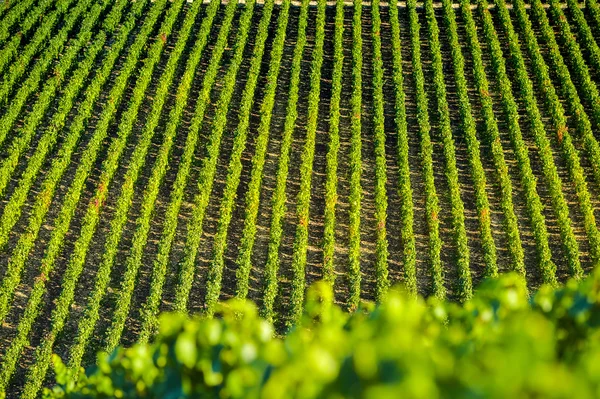 Champagne vineyards in the Cote des Bar, Aube — Stock Photo, Image