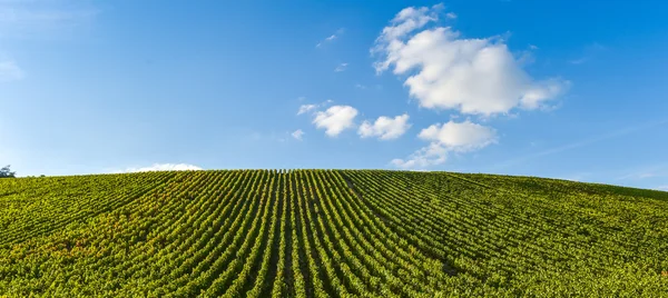 Bardaki Cote des, Aube Champagne üzüm bağları — Stok fotoğraf