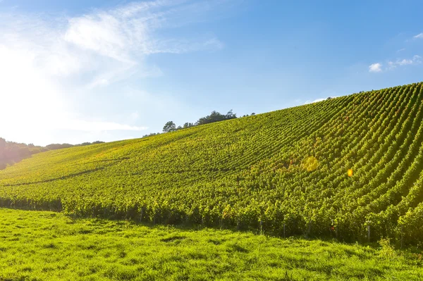 Vignobles de Champagne en Côte des Bar, Aube — Photo