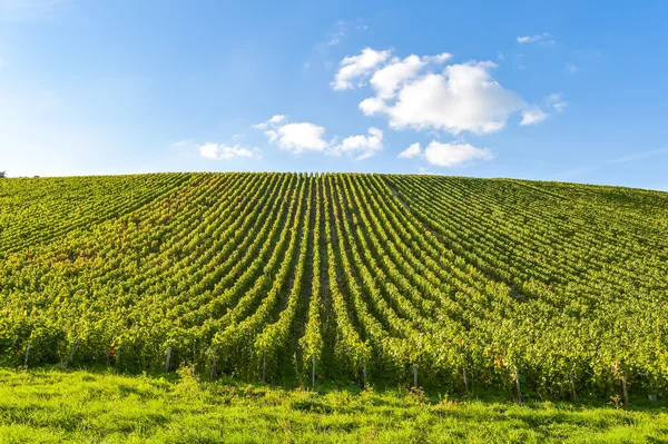 Kebun anggur Champagne di Cote des Bar, Aube — Stok Foto