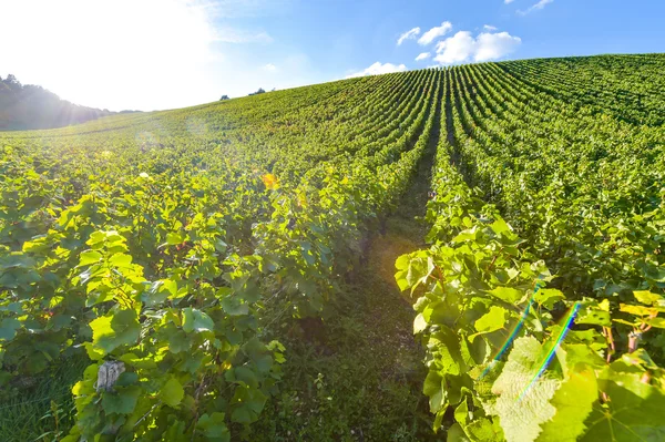 Champagnes vingårdar i Côte des Bar, Aube — Stockfoto