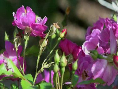 Bahçe, baharda pembe çiçekler