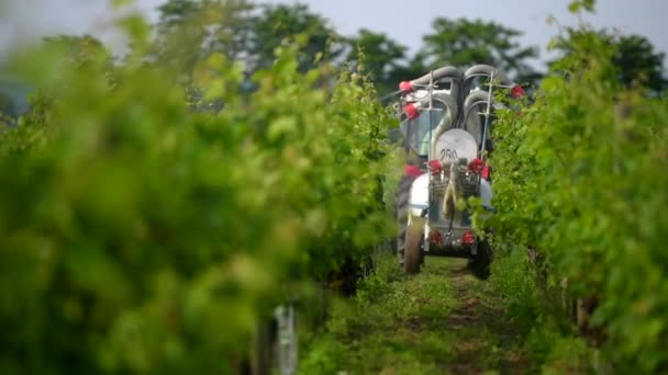 Pracovník na traktoru stříkací pesticidů na hroznů révy — Stock video