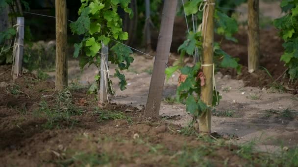 Tractor arando el suelo para su cultivo — Vídeos de Stock