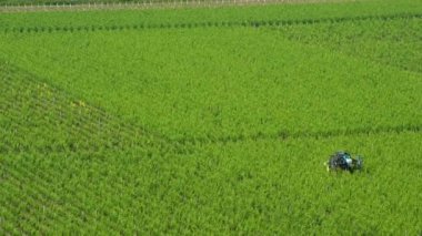 Üst dalları budamak için üzüm bağları çalışan traktör