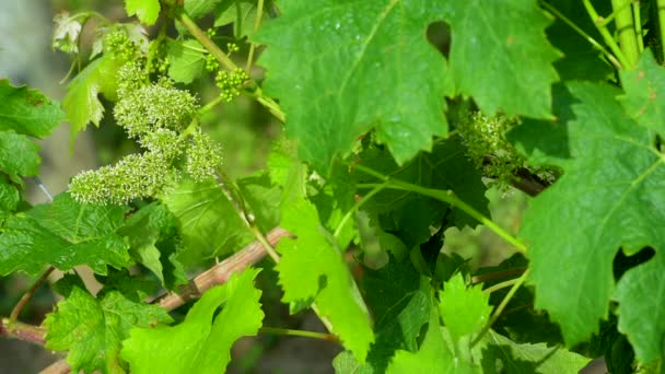 Flor joven en racimo de uvas-Nuevo crecimiento brotando de la vid — Vídeos de Stock