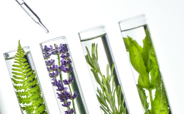 Laboratuvar, Fern, lavanta, biberiye ve nane test tüpleri