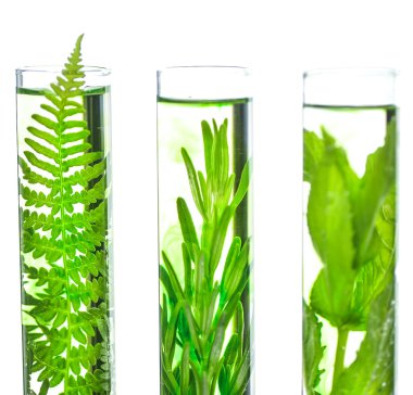 Laboratuvar, Fern, lavanta, biberiye ve nane test tüpleri