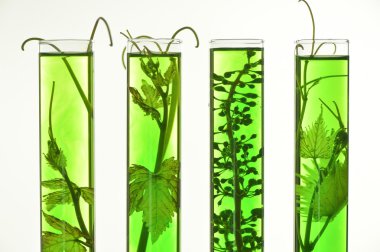 Enoloji, genç asma kırmızı test tüpleri, araştırma Laborato vuruyor.