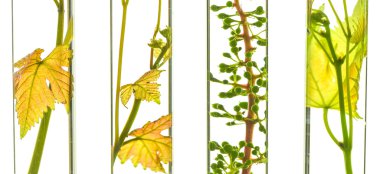 Oenology, young vine shoots in red test tubes, Research Laborato clipart
