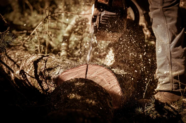 Вид на человека, обрезающего деревья против клира — стоковое фото