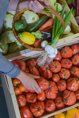 Domates sepeti toplama el yakın çekim.