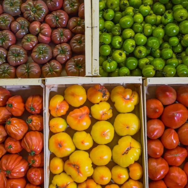 Tiro de marco completo de varios tomates en contenedores — Foto de Stock