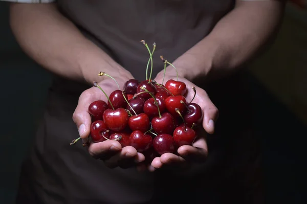 Cerezas dulces en las manos — Foto de Stock