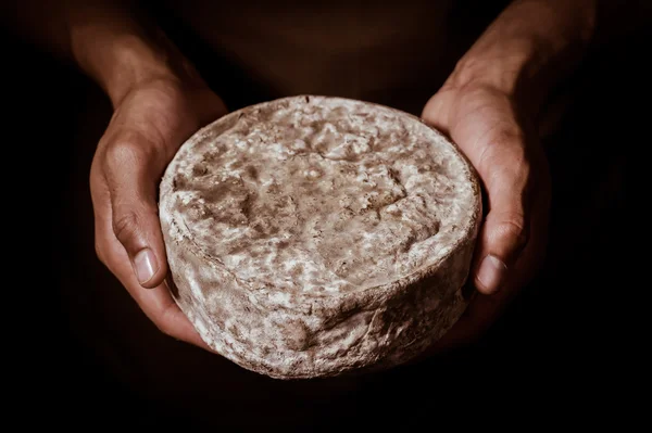 Queso de tomillo francés en manos de un quesero — Foto de Stock