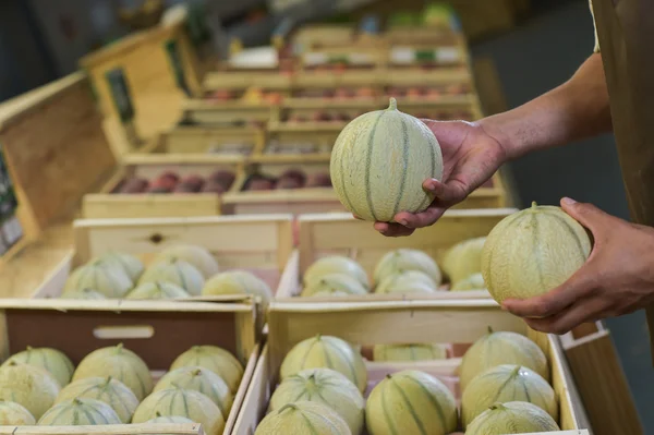 Elige un melón en la mano — Foto de Stock