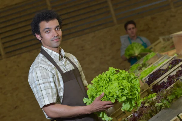 Portrait of Grocery clerk working in supermarket store — Stock Photo, Image