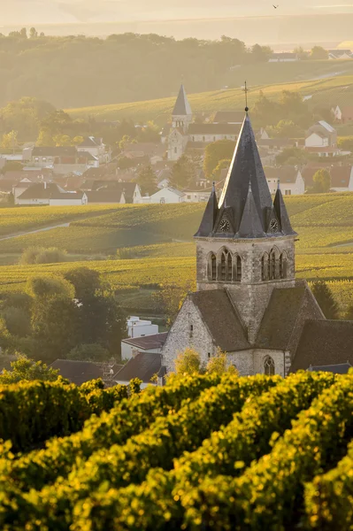 Champagne szőlőültetvények Villedomange Marne megyében, Franciaország — Stock Fotó