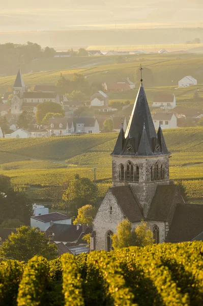 Şampanya üzüm bağları Villedomange Marne bölümü, Fransa — Stok fotoğraf