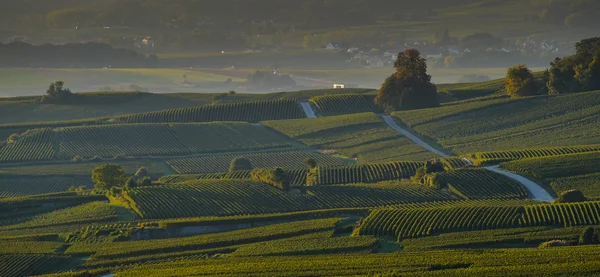 Vignobles de Champagne Villedomange dans le département de la Marne, en France — Photo