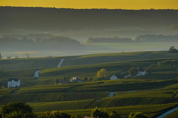 Šampaňské vinice Villedomange départementu Marne, Francie — Stock fotografie