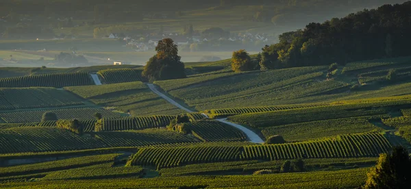 Vignobles de Champagne Villedomange dans le département de la Marne, en France — Photo