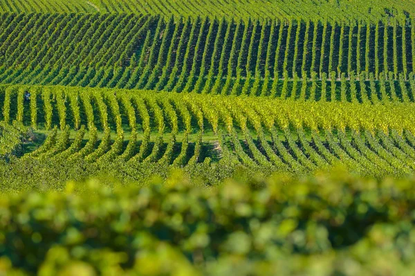 Champagne szőlőültetvények Sermiers Marne megyében, Franciaország — Stock Fotó