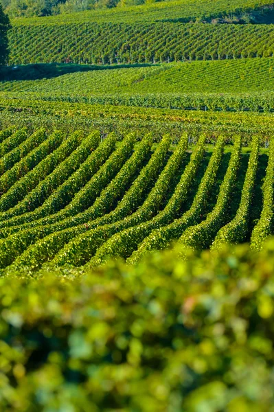 Champagne vineyards Sermiers in Marne department, France — Stock Photo, Image